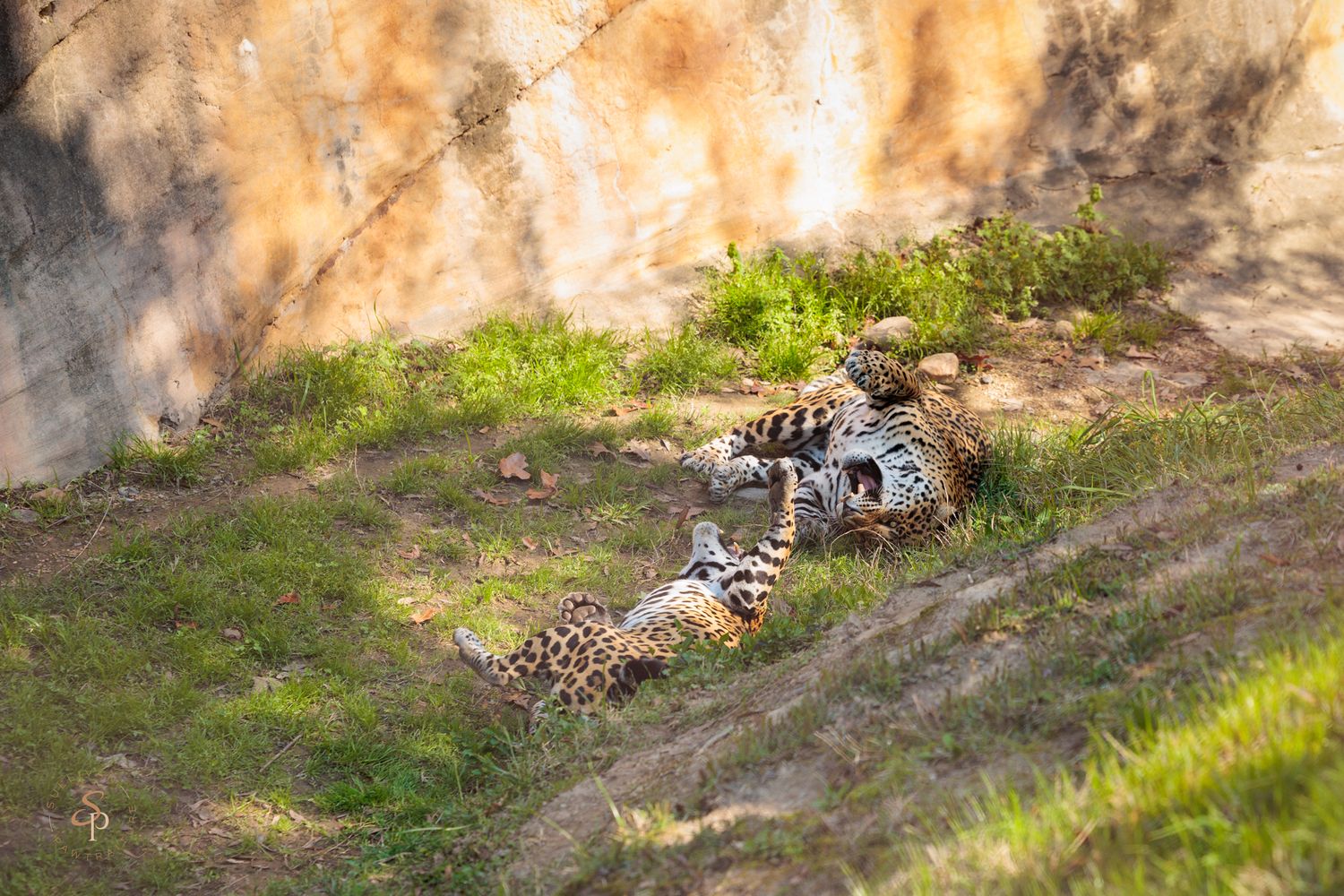 A series of images showing a cheetah stalking and chasing prey through grassland terrain.