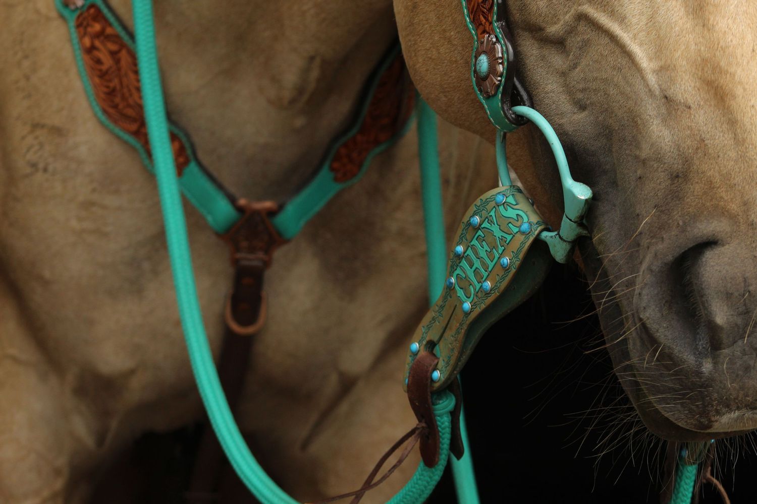 Horse close up
