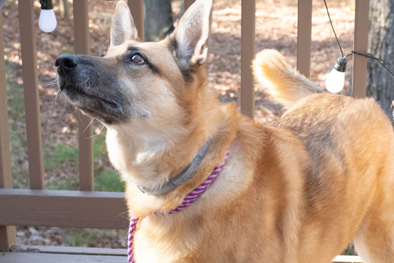 A tan German Shepherd dog with alert ears looks to the side while on a deck.