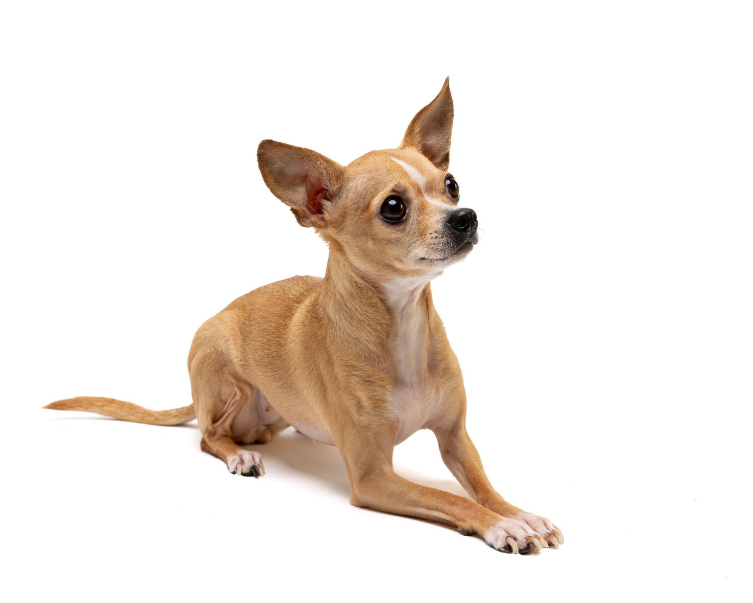 White background studio pet portrait of a small dog for website, wall art, or commercial pet business Copyright Amanda Barr Photography