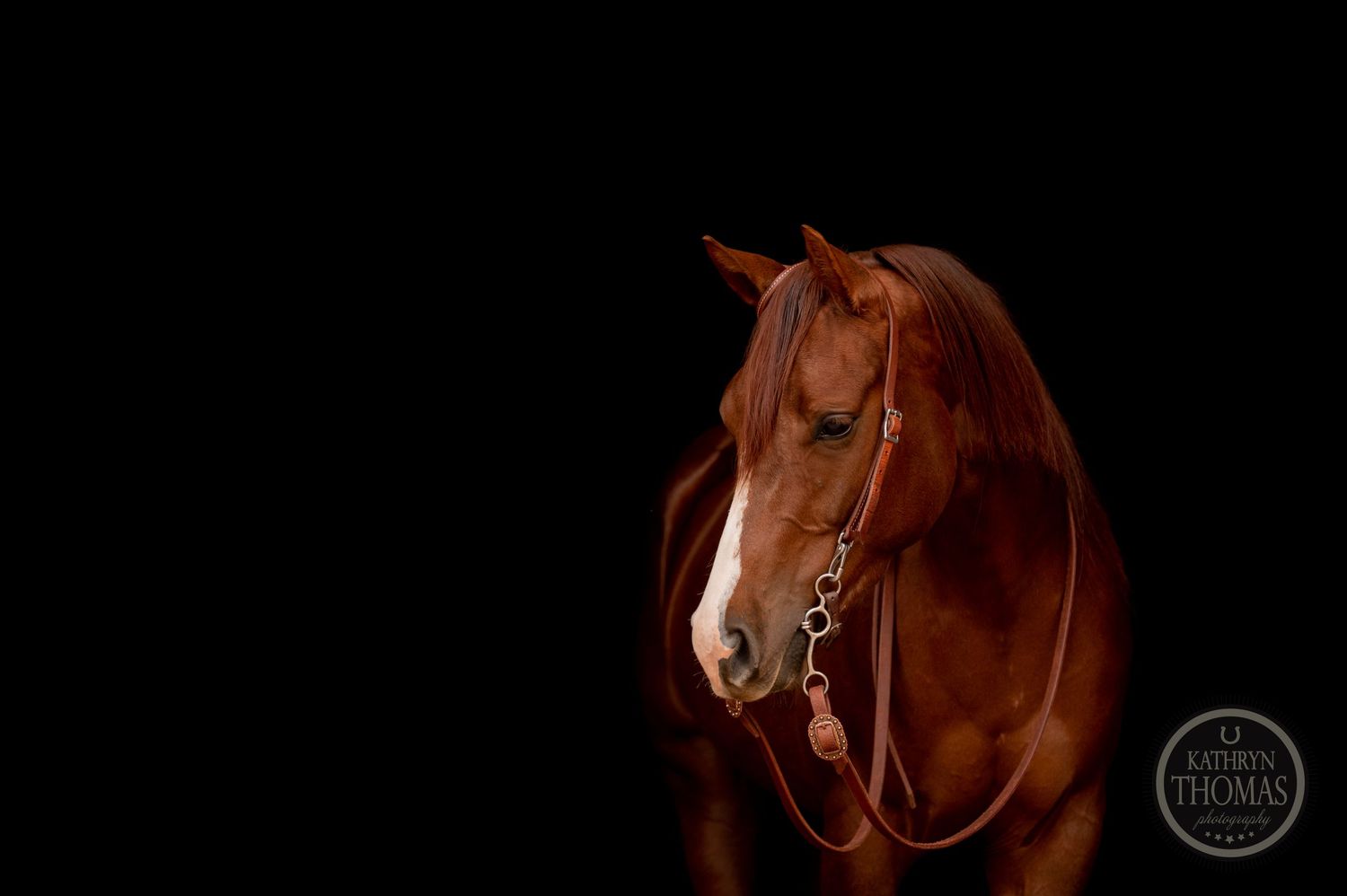 A dramatic portrait of a chestnut horse's head against a black background.