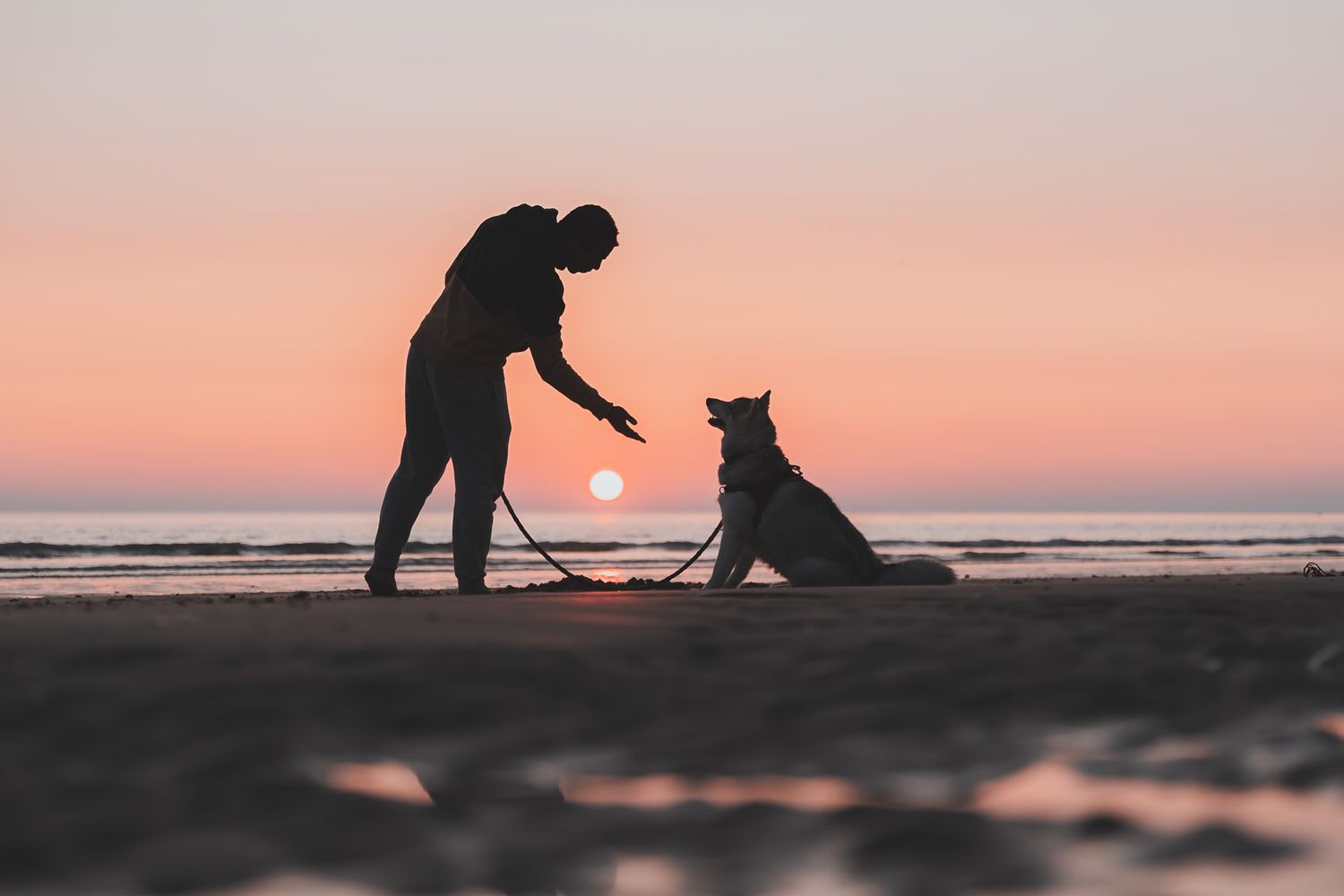Coucher de soleil sur la plage de Saint-Pair-sur-Mer dans le département de la Manche en Normandie. Un homme et son chien en premier plan