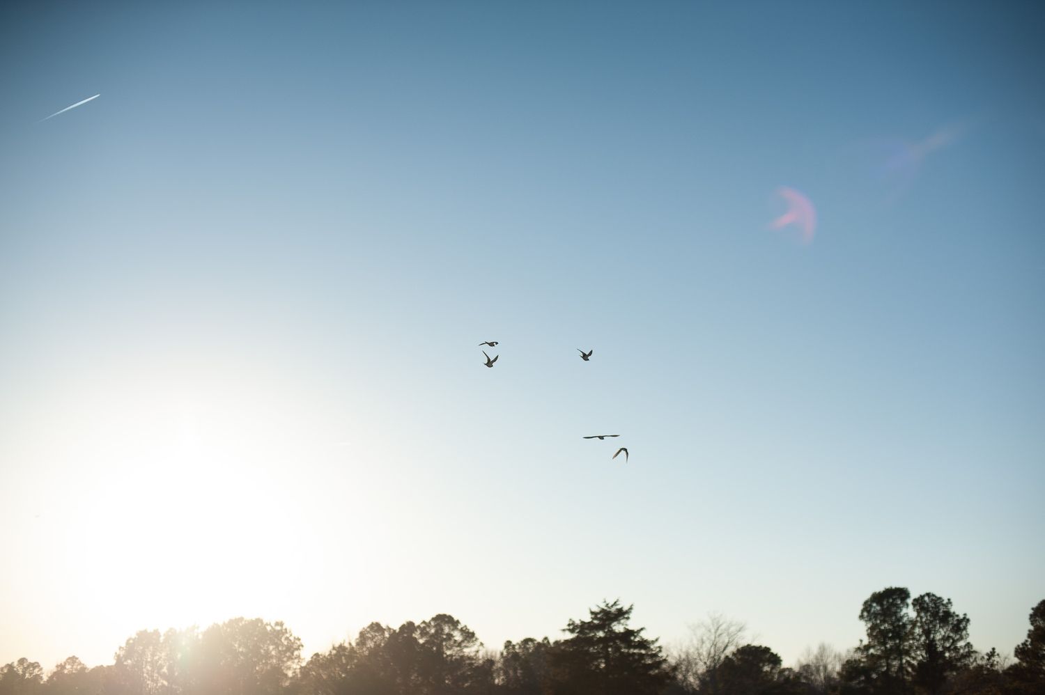 Birds flying in formation across clear blue sky at sunset.