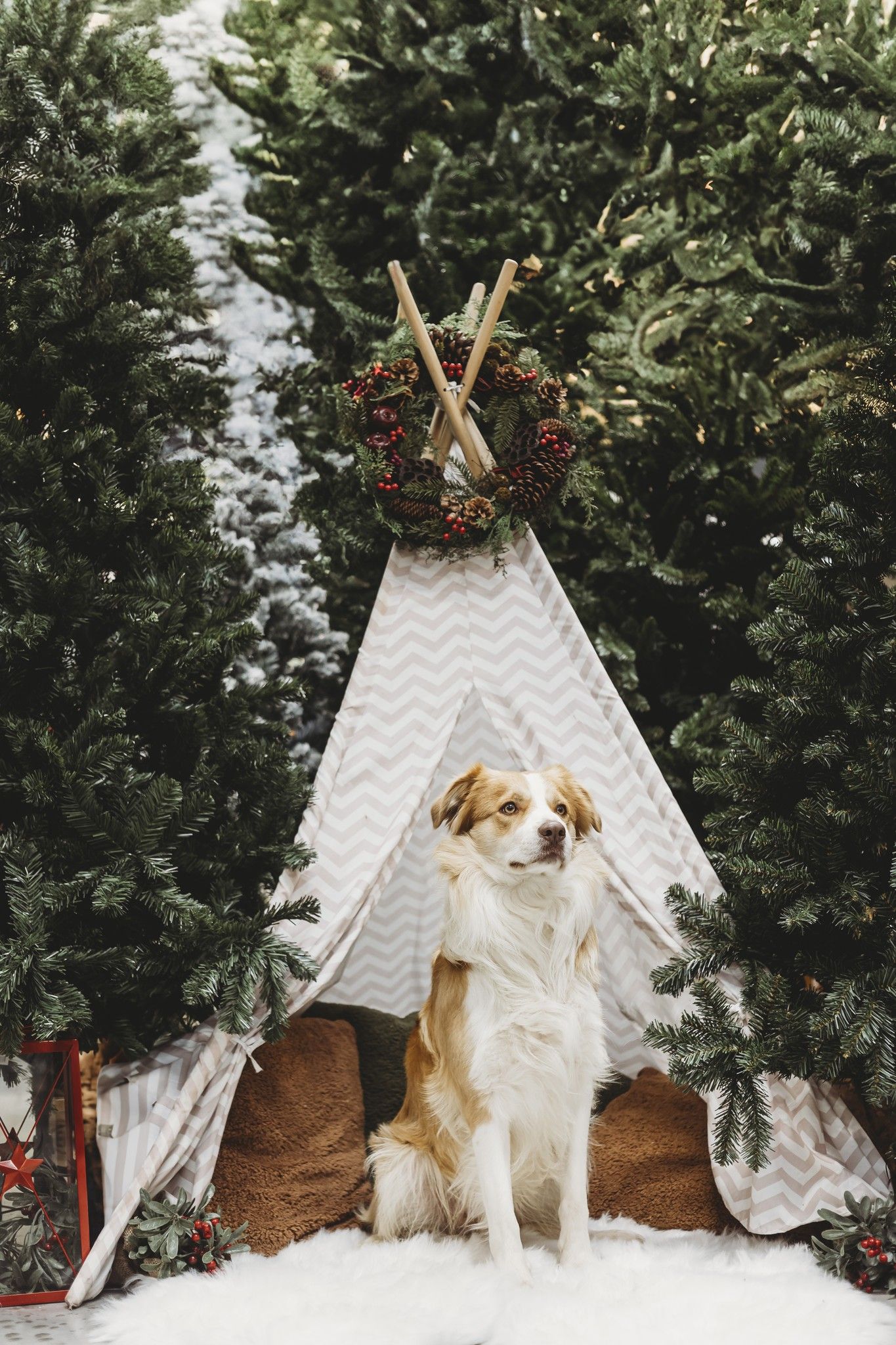 Kerst, honden, dieren, huisdier