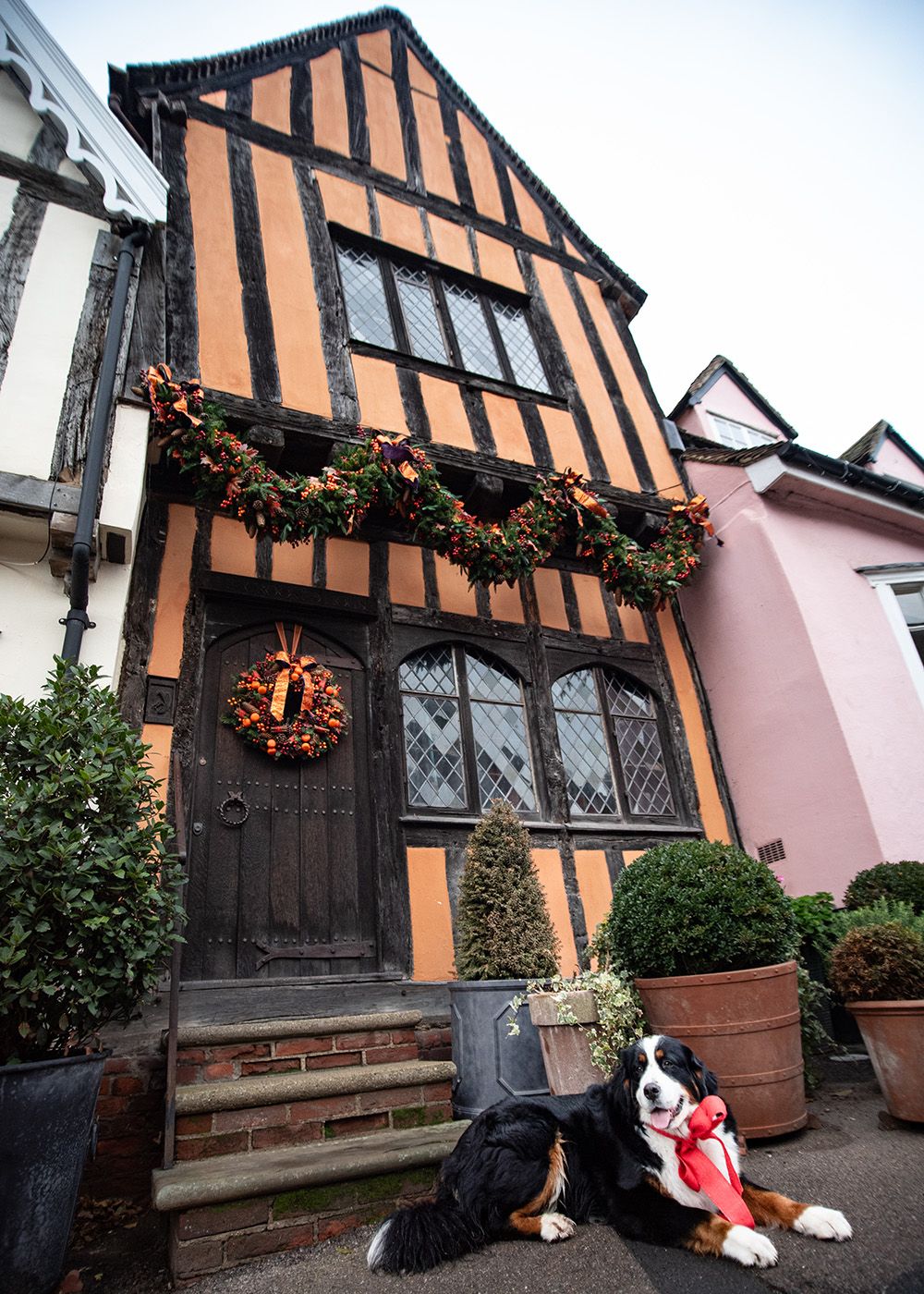 Bernese Mountain Dog, photographed by Claire Lumley of Allsceneimages Photography in Lavenham, Suffolk at Christmas time. The Crooked House