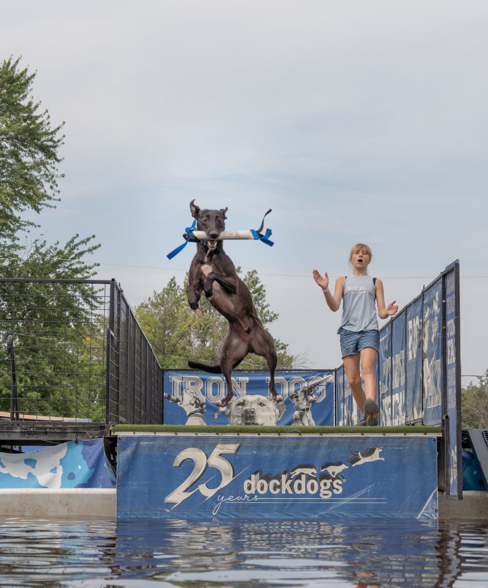 A dog leaps off a dock dogs platform into water while a young girl watches during a dock diving competition.