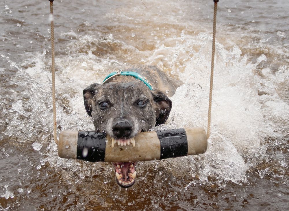 Excited wet dog biting a wooden swing plank while splashing through water outdoors.