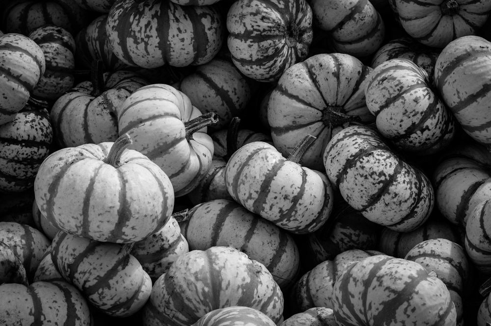 Miniature decorative pumpkins