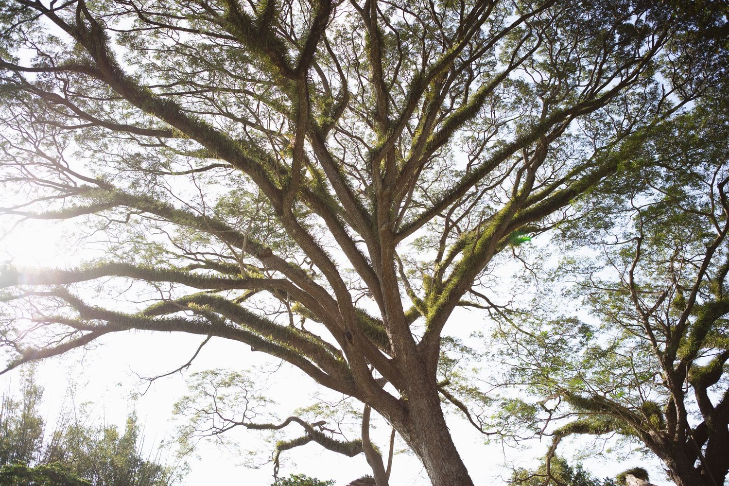 Trees ceremony location at country Port Douglas Wedding