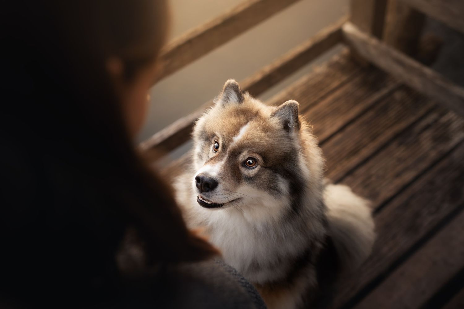 A red fox with white and orange fur gazes upward while sitting on wooden deck boards in natural lighting.
