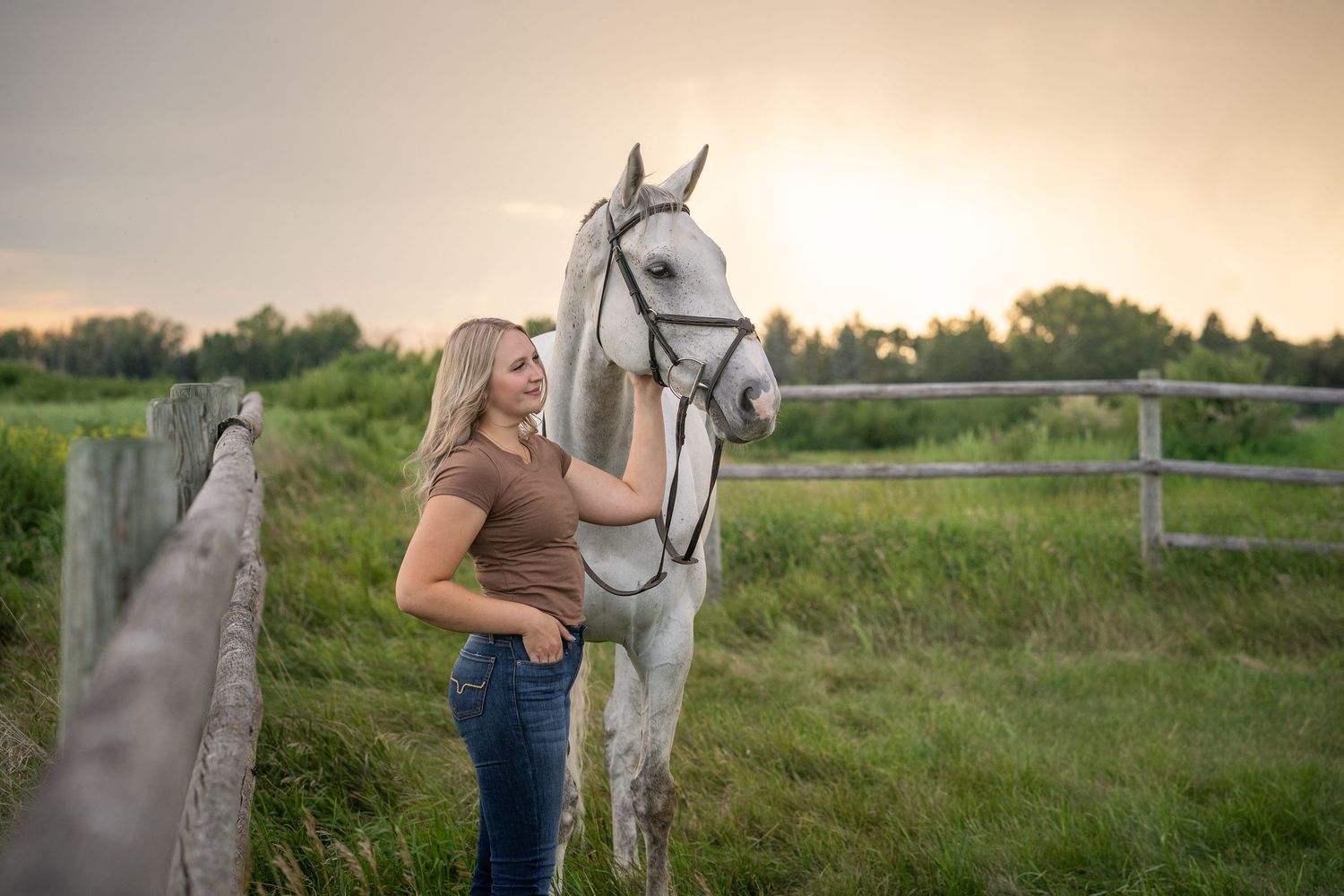 A gray horse stands in a sunlit meadow at sunset while being gently petted in a series of connected moments.