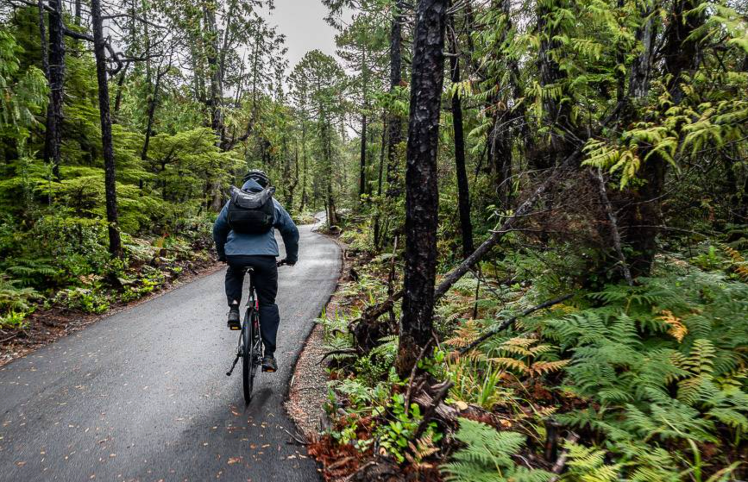 cyclist on the path of Pacific Rim National Park Reserve with lush rainforest on both sides