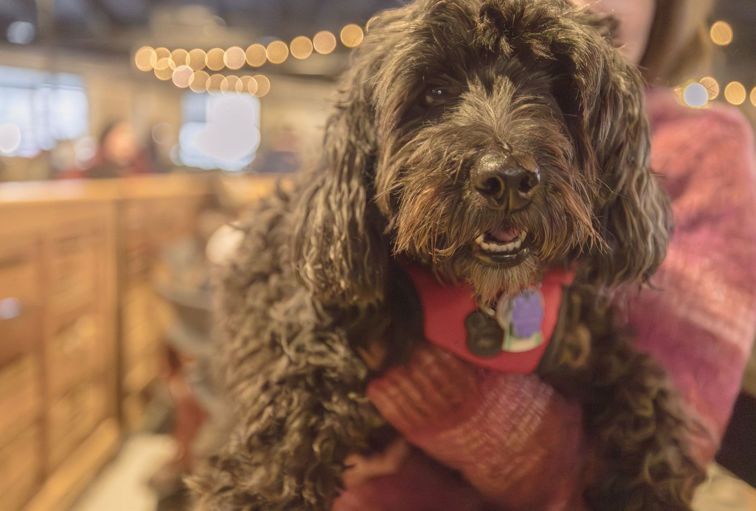 Maltipoo dog