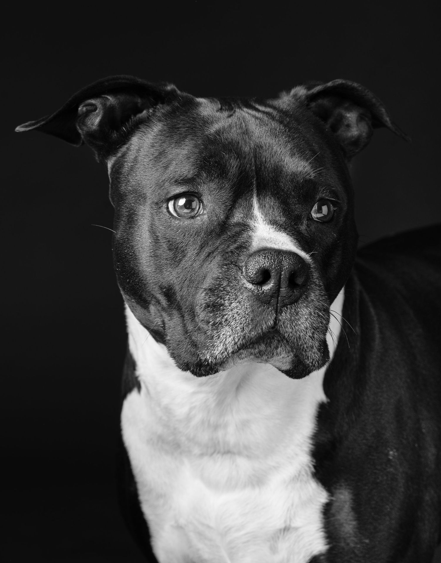 Fotografo animali, cani e gatti, amici a quattro zampe. Studio fotografico a Verona, Vicenza, Padova