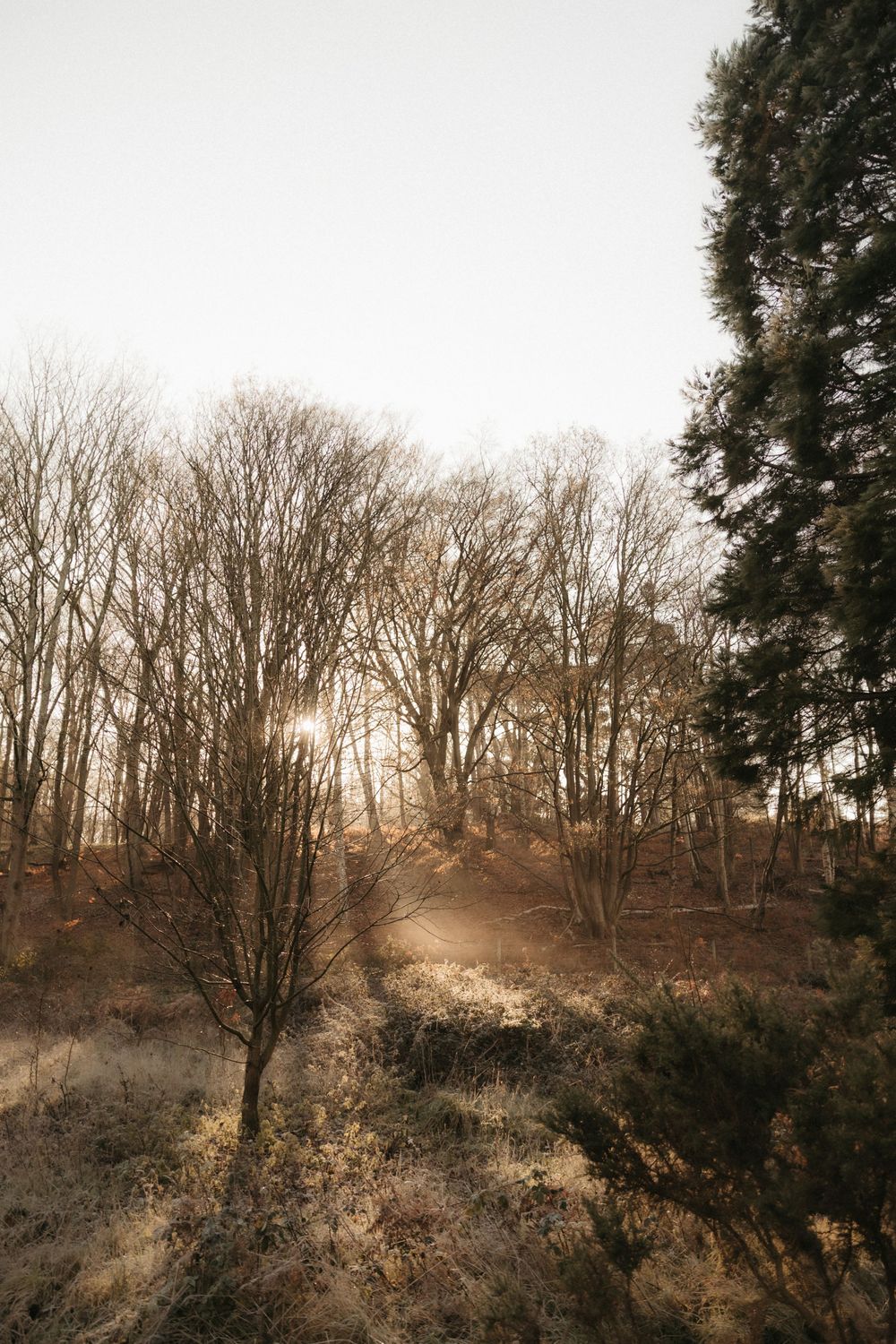 Ethereal woodland scene with golden sunlight filtering through leafless trees in late autumn.