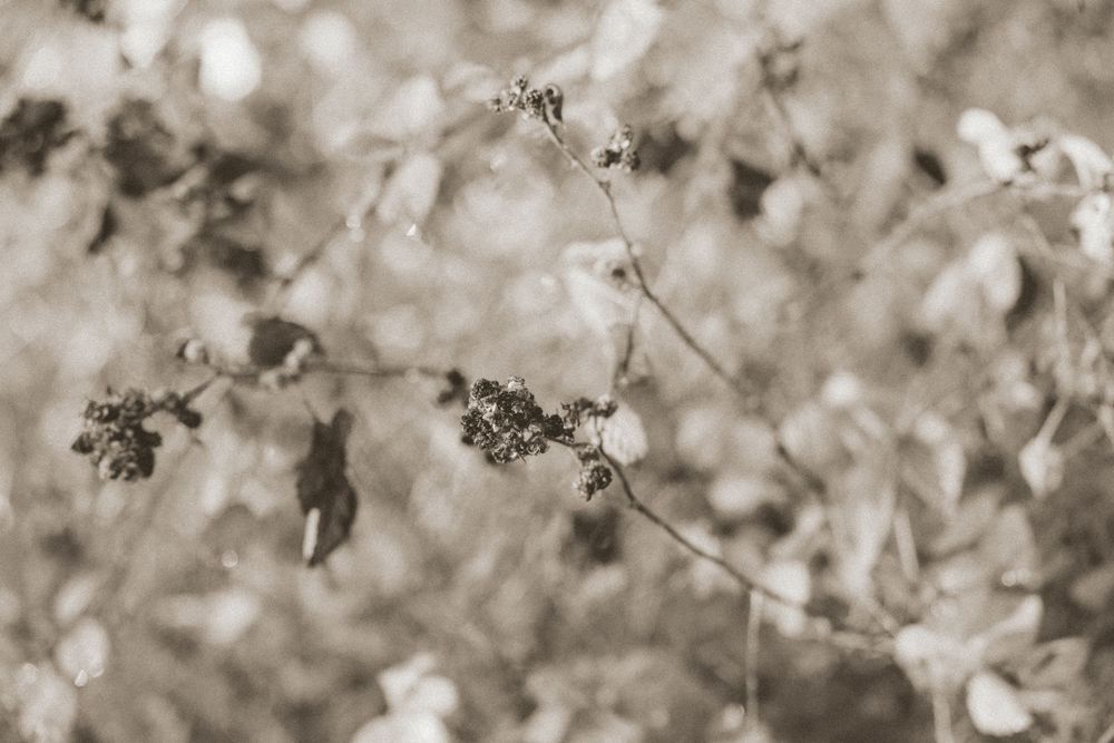 Delicate white flower petals scattered across a soft blurred natural background.