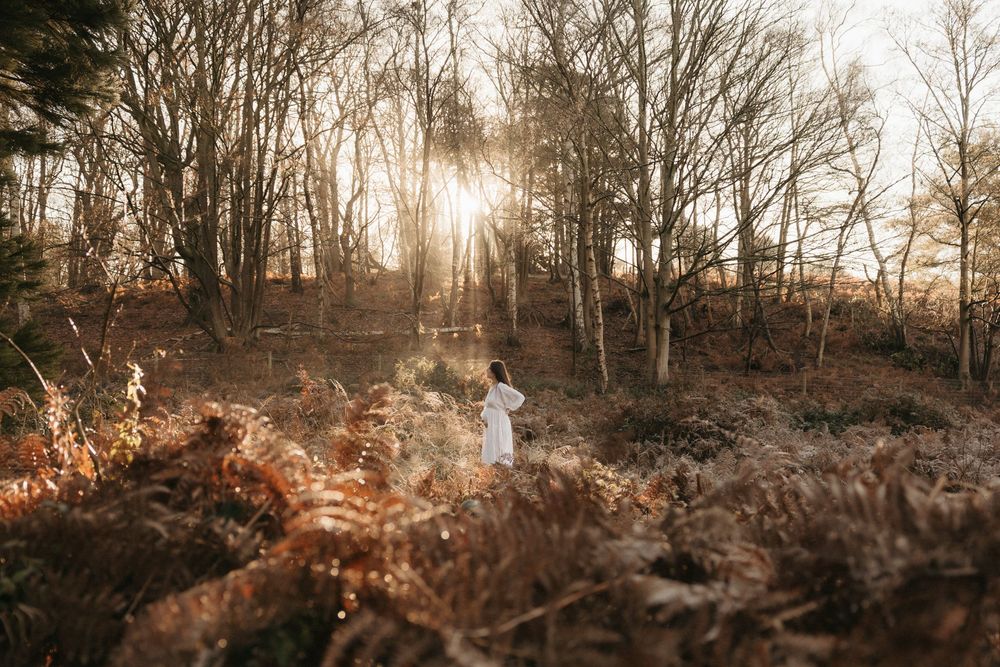 Golden sunlight streams through bare winter trees creating a magical forest atmosphere.
