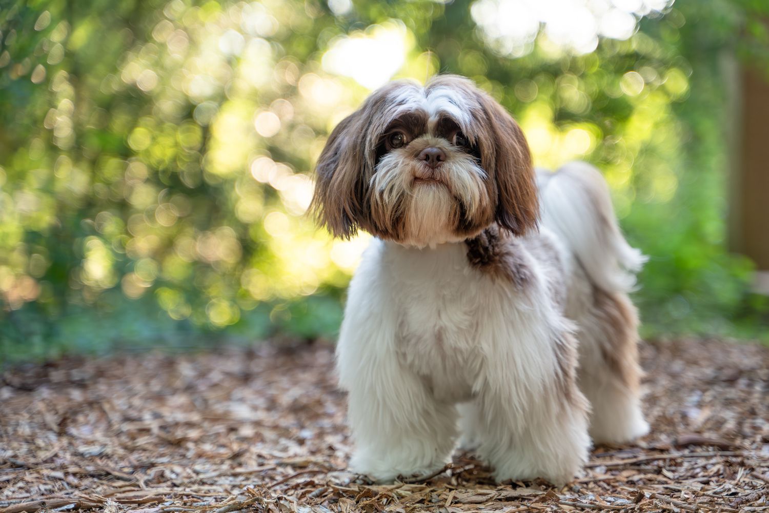 Shih Tzu dog with brown and white fur standing on forest path with bokeh background in sunlight.