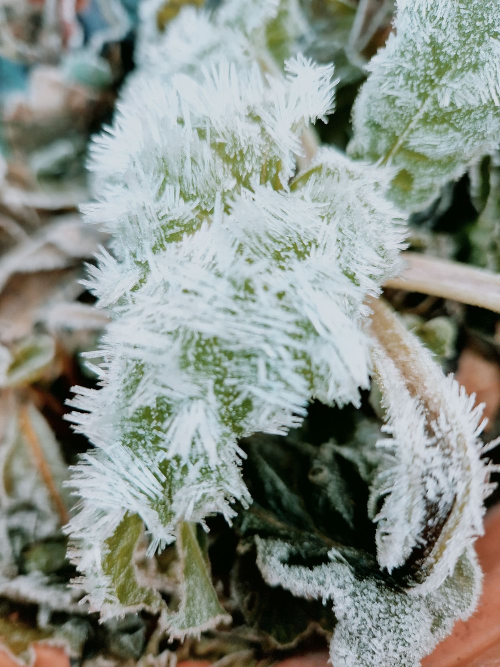 Delicate ice crystals form intricate frost patterns on green leaves in a macro nature photograph.