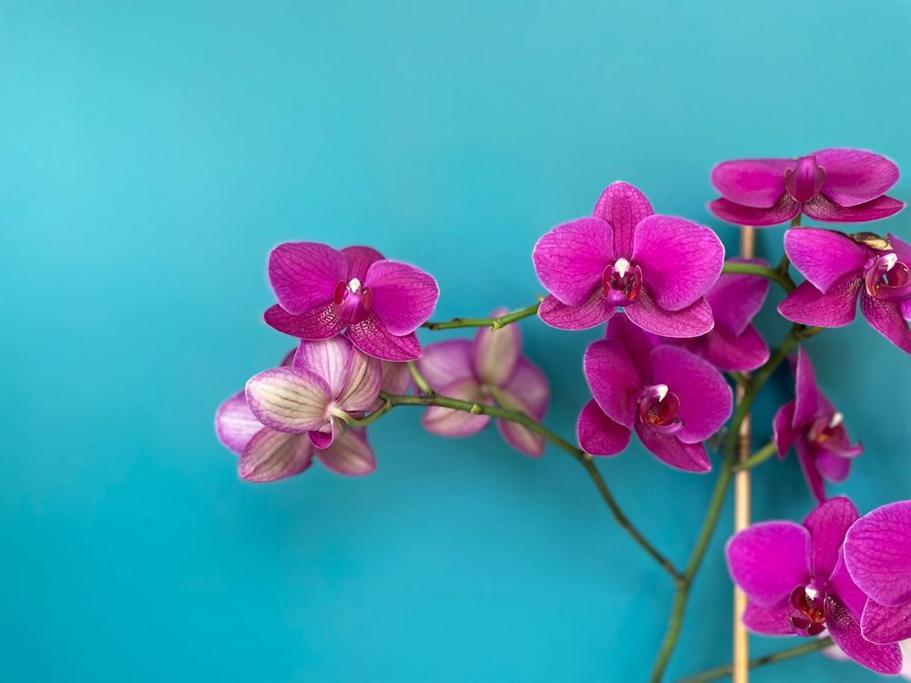 Pink and magenta phalaenopsis orchid flowers blooming against a vibrant turquoise blue background.