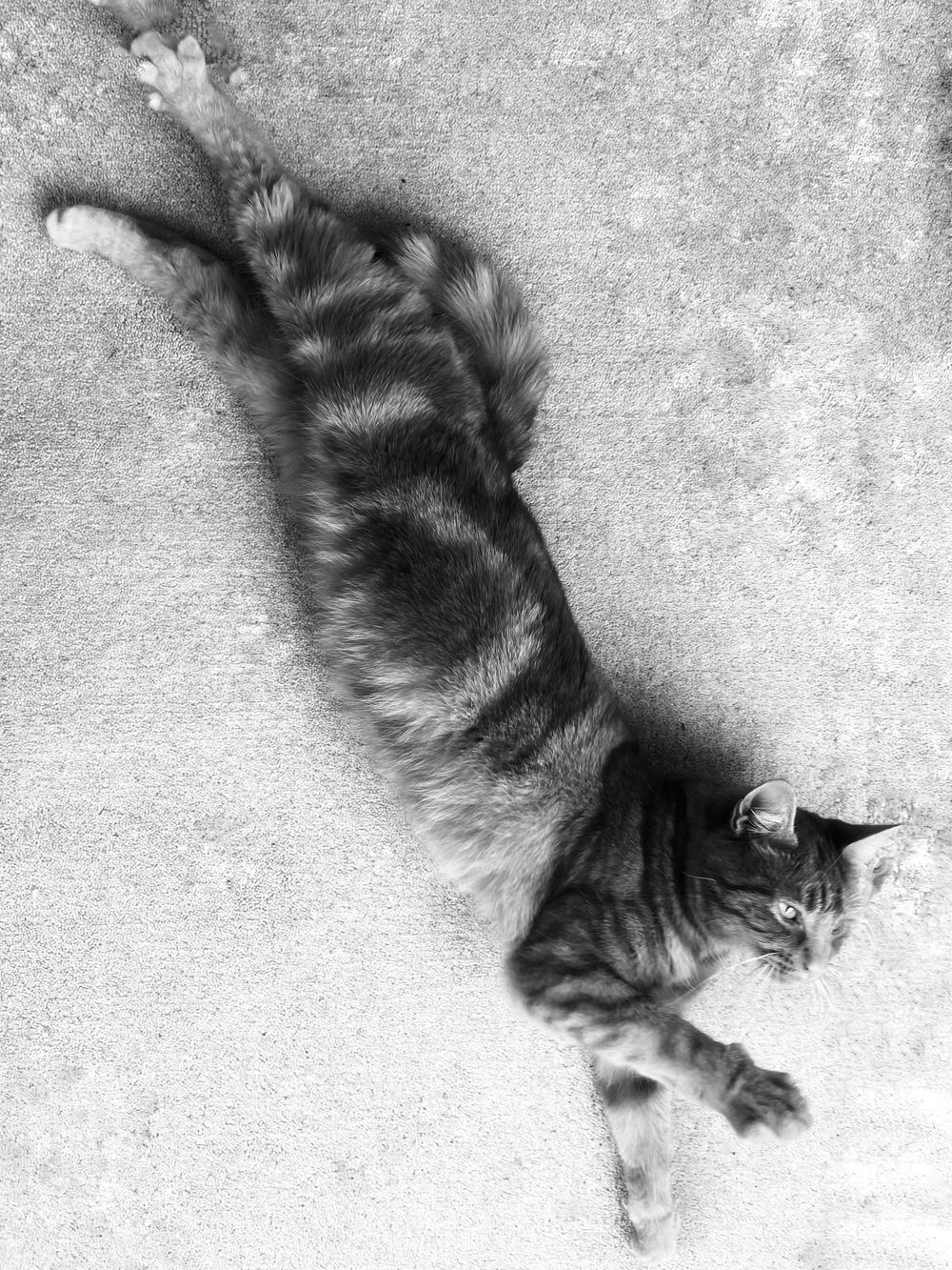 A fluffy grey cat lying on a carpeted floor rotated through different positions in a series of black and white photos.