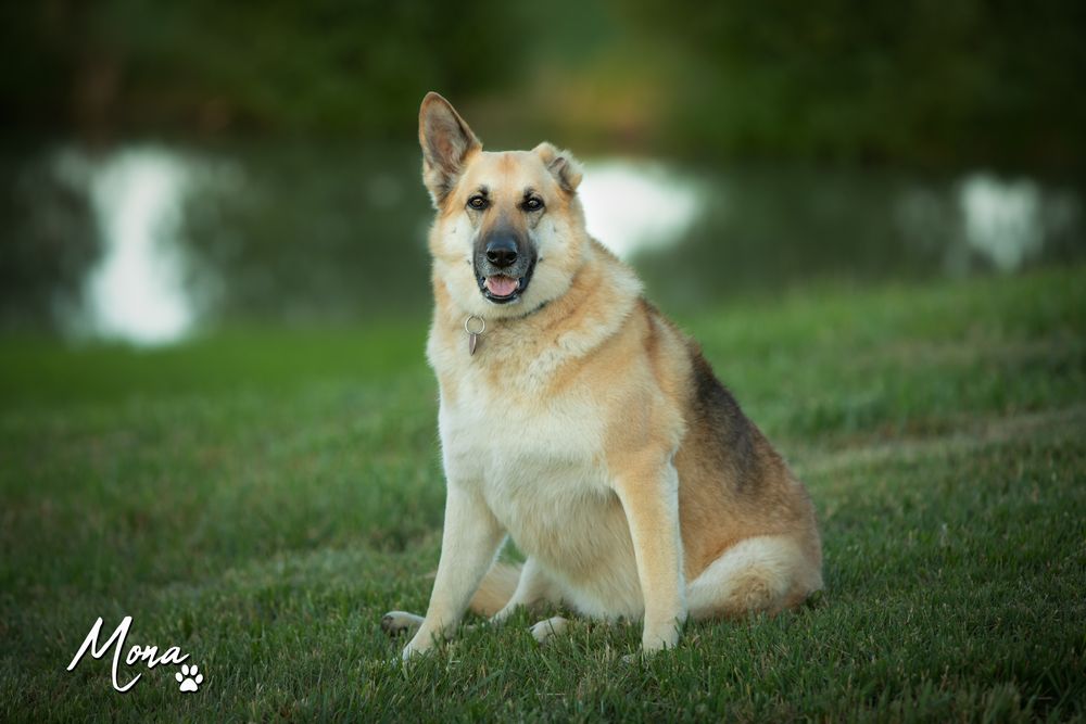 Pet portraits