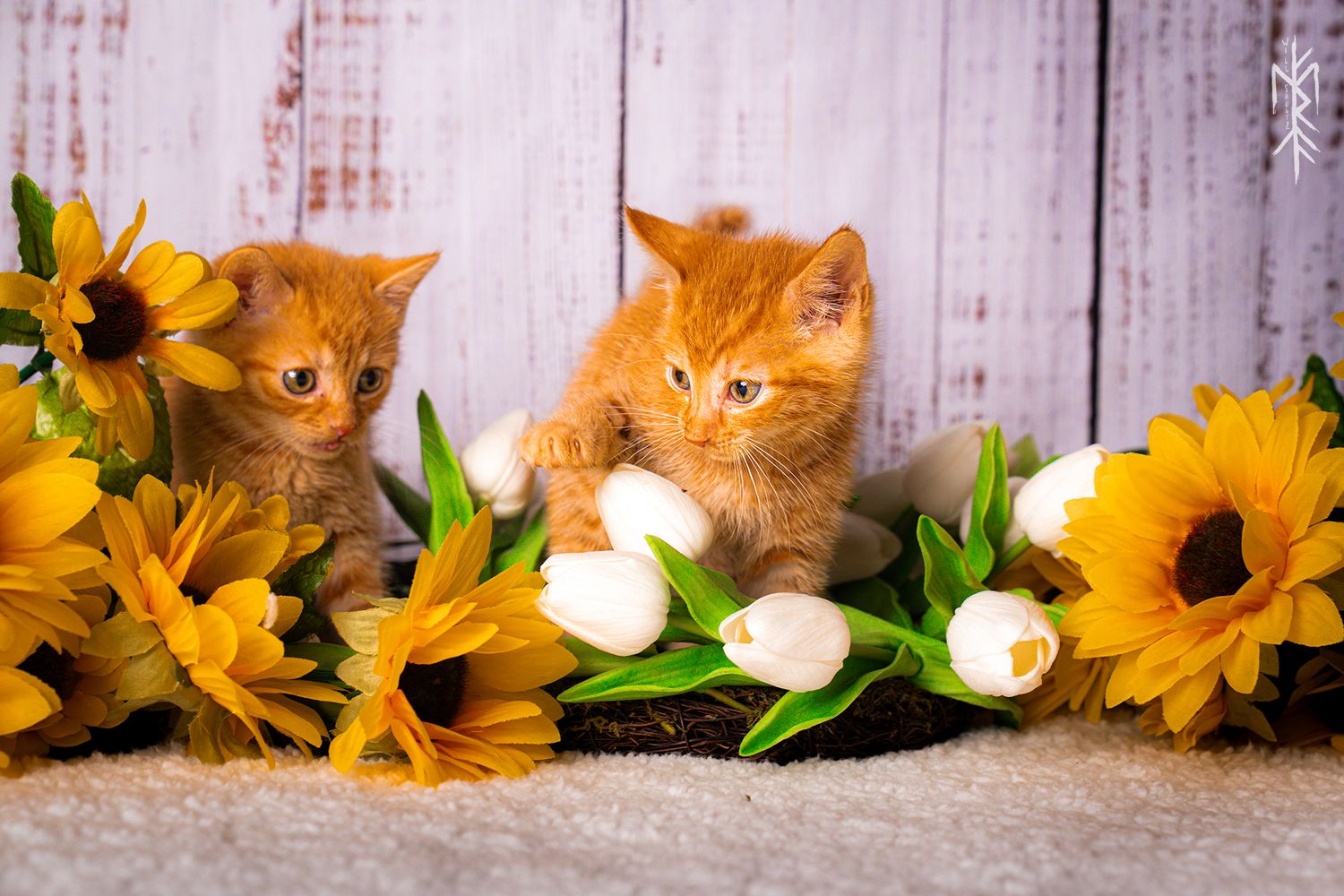 Two ginger kittens posing with yellow sunflowers and white tulips against a rustic wooden background.