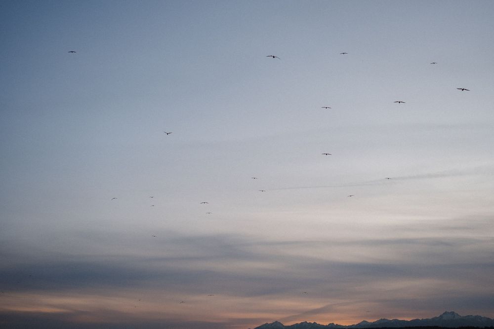 A series of sunset photos showing colorful skies with silhouettes of mountains and birds in flight.