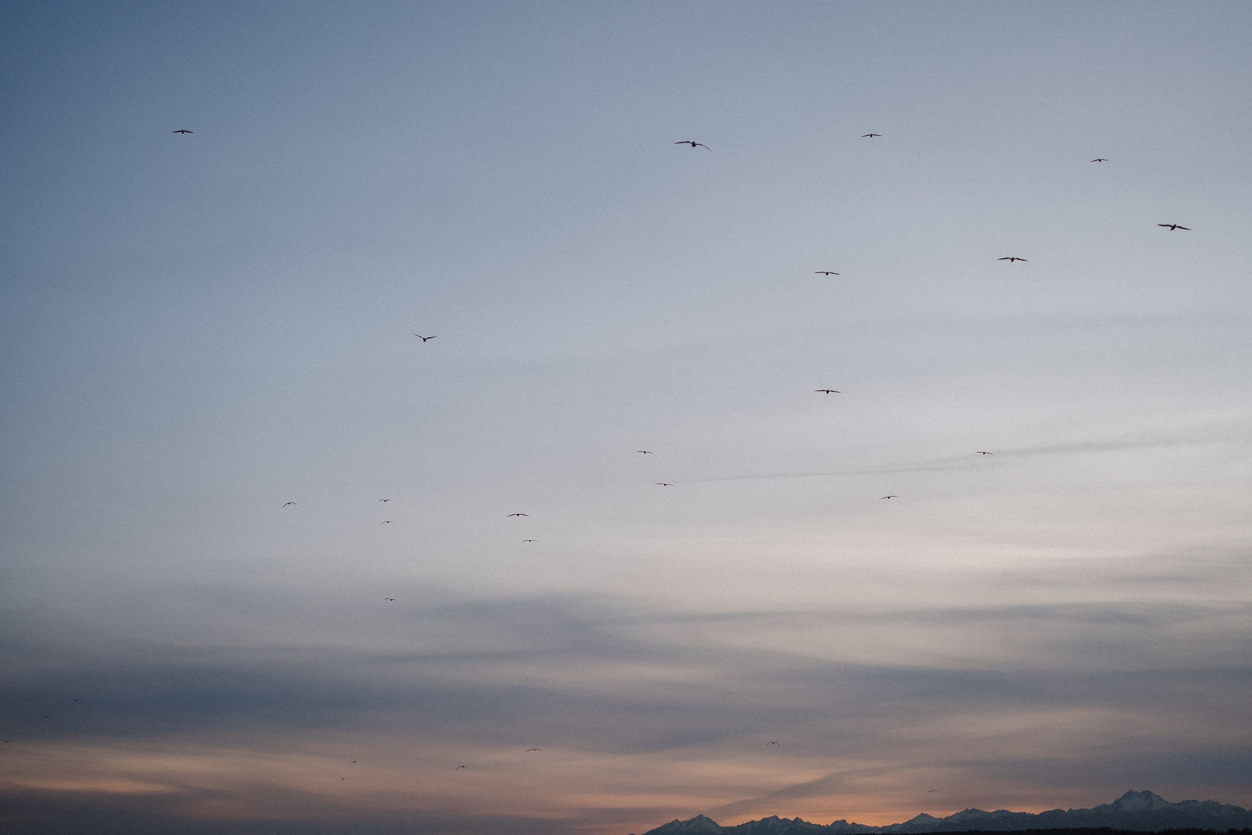 A series of sunset photos showing colorful skies with silhouettes of mountains and birds in flight.