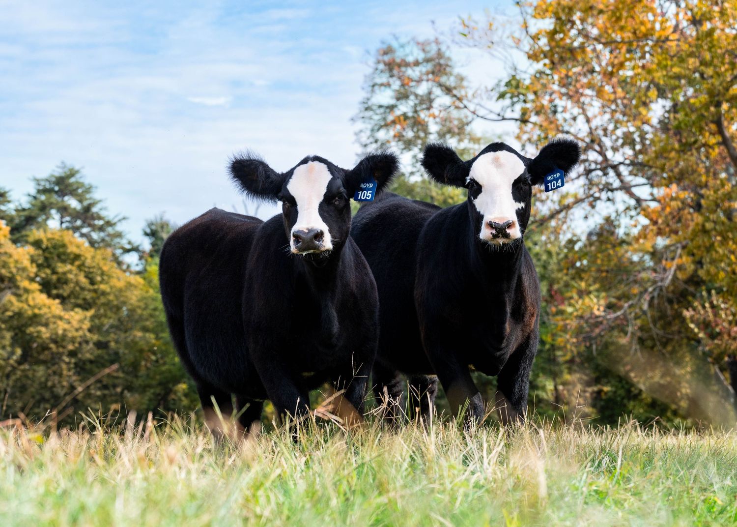 Two black and white dairy cows standing together in a grassy field with autumn trees in the background.