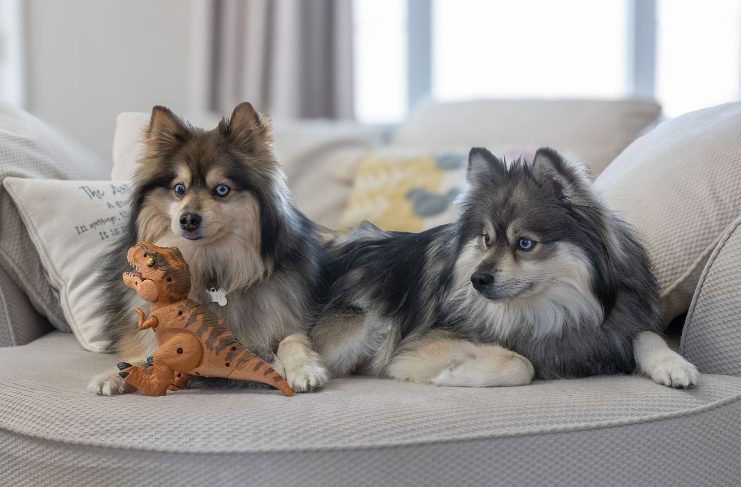 Pomsky dogs with a dinosaur toy