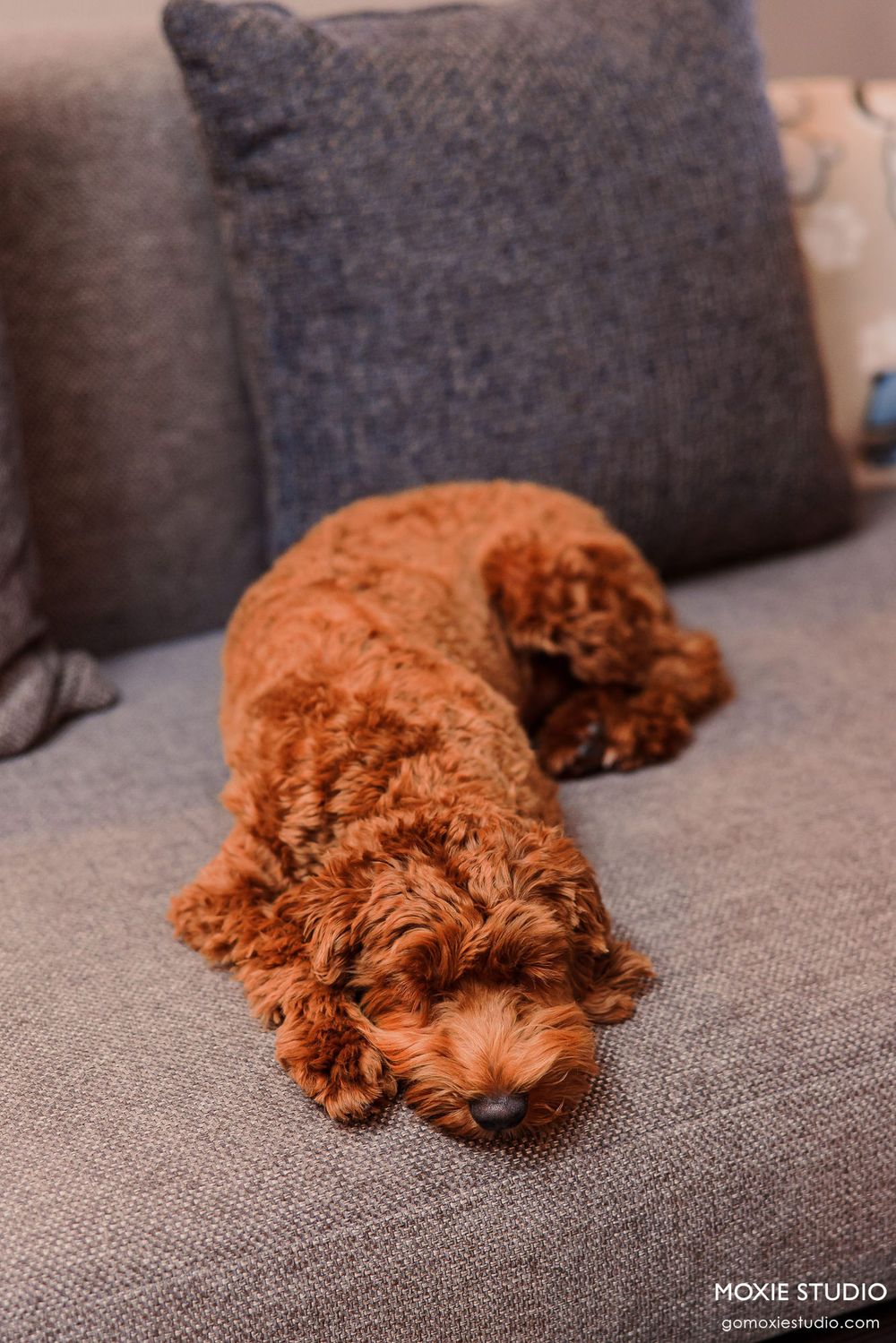 A sleeping red goldendoodle puppy lies curled up on a gray couch with dark throw pillows in the background.