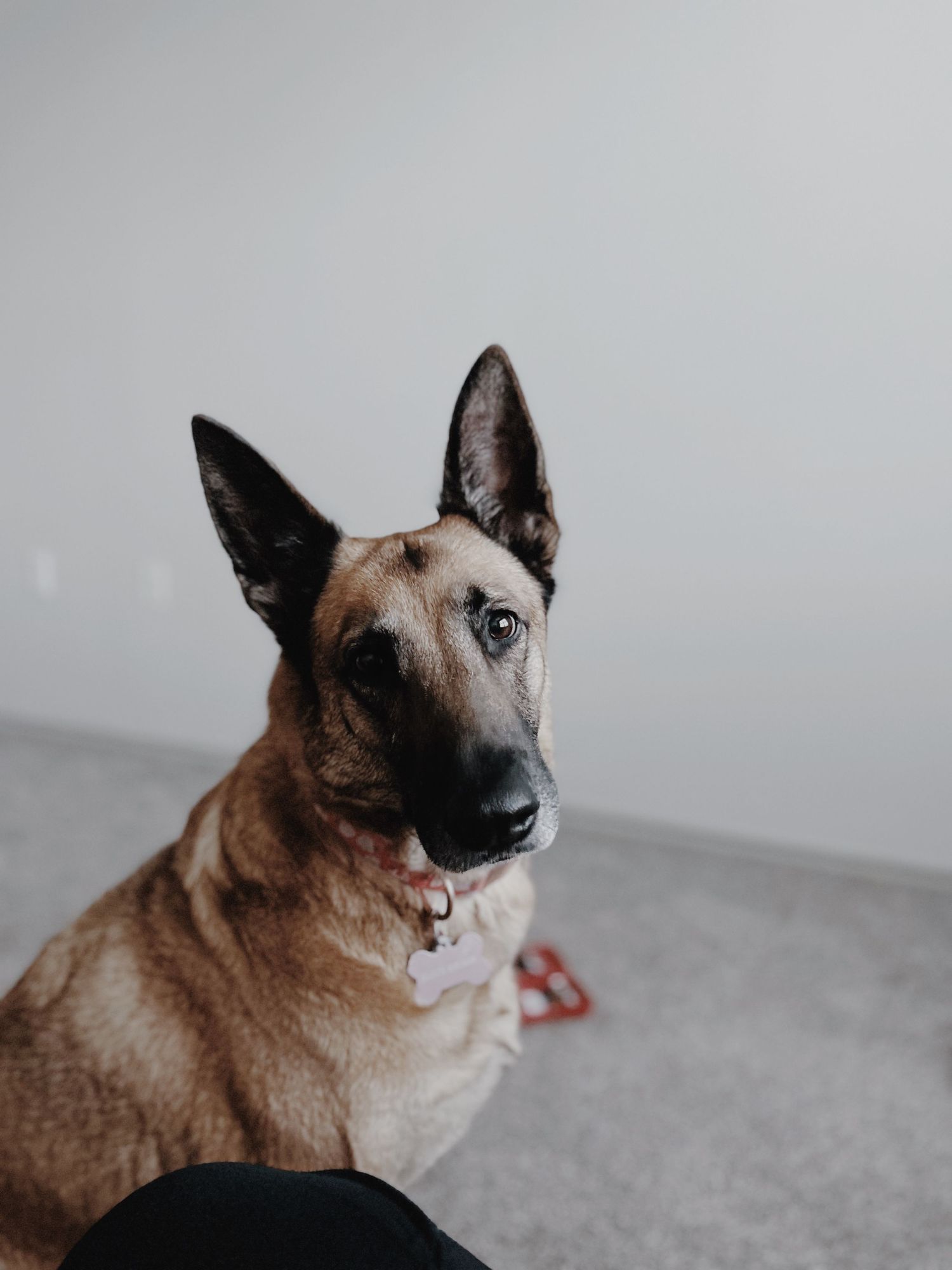 A brown Belgian Malinois dog with pointy ears looking away from the camera in multiple profile views.