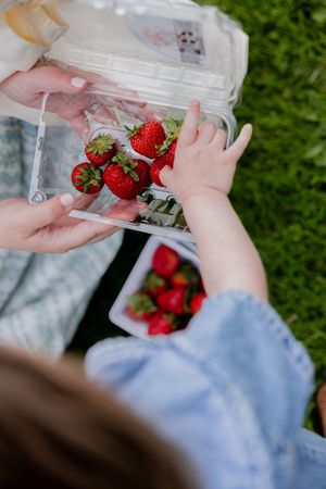 Close-up view of hands reaching for fresh red strawberries in a clear plastic container on grass.