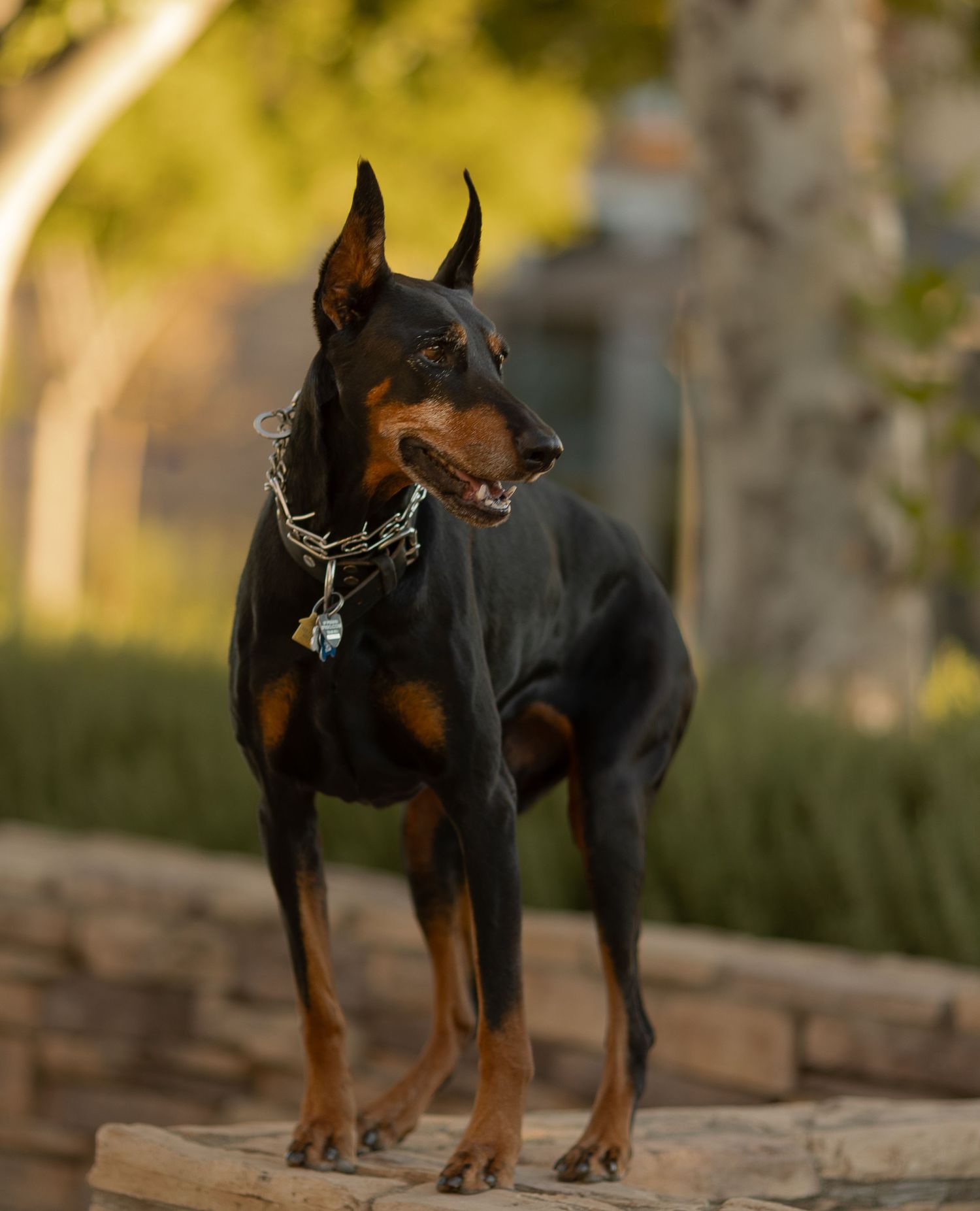 A majestic Doberman Pinscher dog stands alertly on a stone wall in golden sunlight with a metal collar.