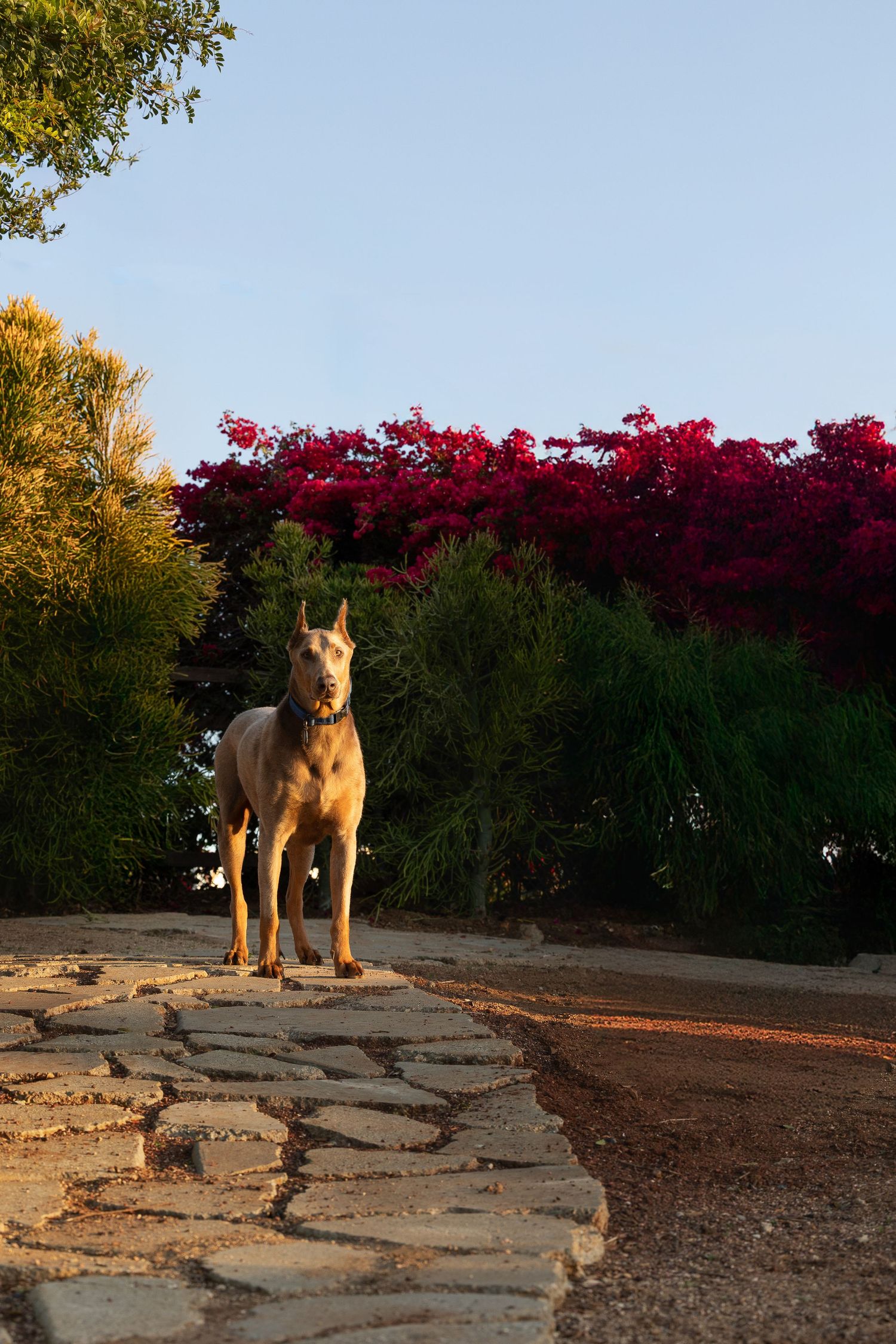 A brown Weimaraner dog stands alert on a hilltop against an autumn forest landscape at sunset.