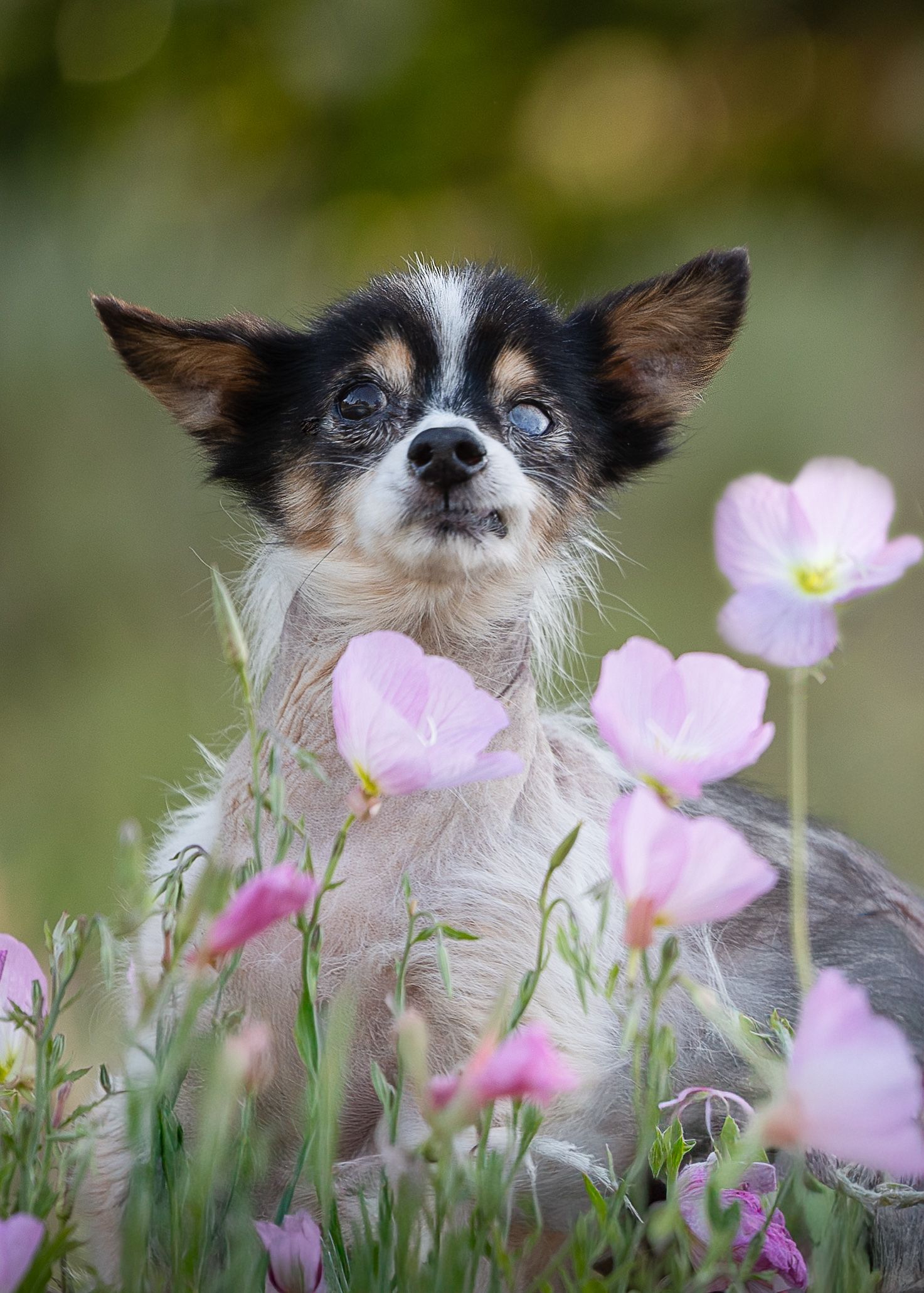 Small dog sits among delicate pink cosmos flowers in a garden setting, creating a charming pastoral scene.