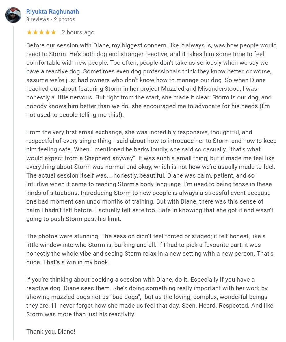 A positive review discussing Storm's friendly socializing at dog daycare and the owner's experience with watchful staff.