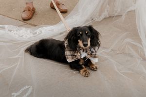 A black and tan dog wearing a plaid bowtie lies on a white wedding veil.