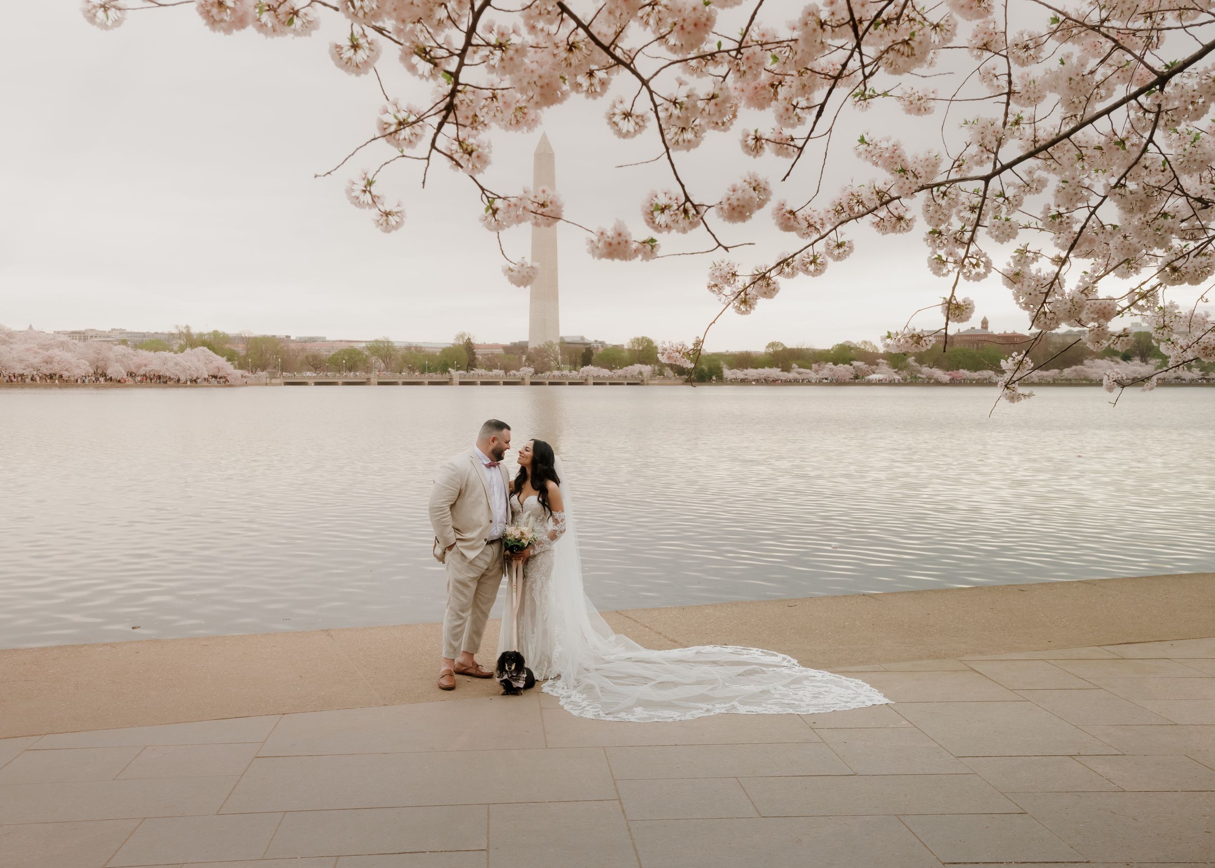 A wedding couple shares an intimate moment under cherry blossoms with the Washington Monument in the distance.