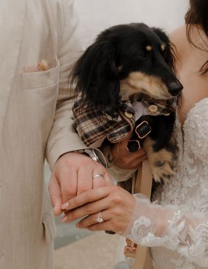 Close up of wedding rings and hands with adorable dachshund wearing plaid bowtie in formal attire.