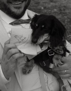 A black and white photo of a dachshund wearing a bowtie holding a wedding card.