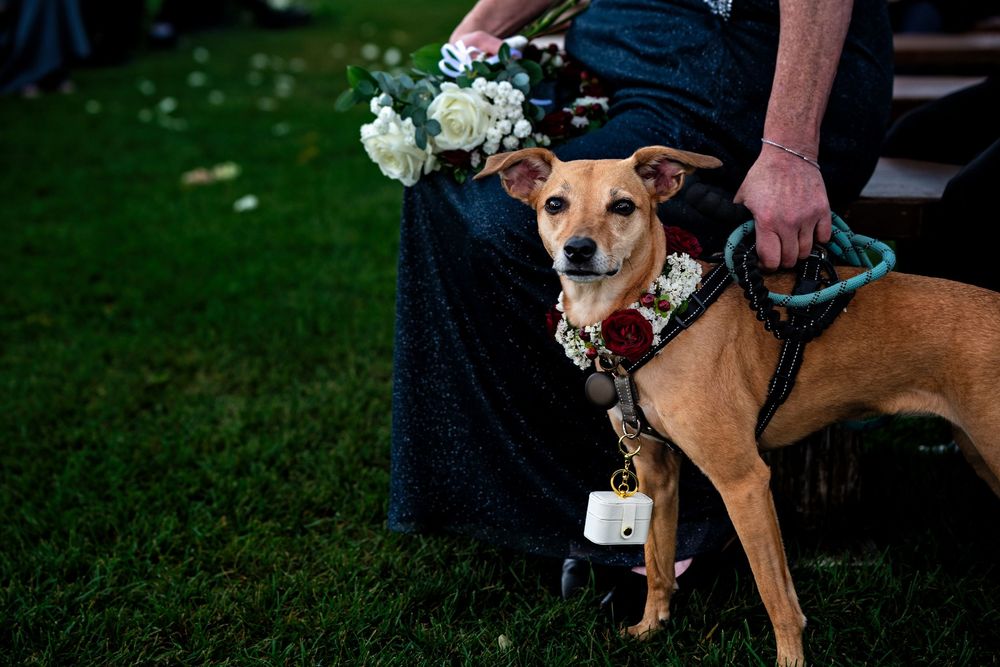 A brown dog wearing a floral collar stands on grass during an outdoor wedding ceremony.