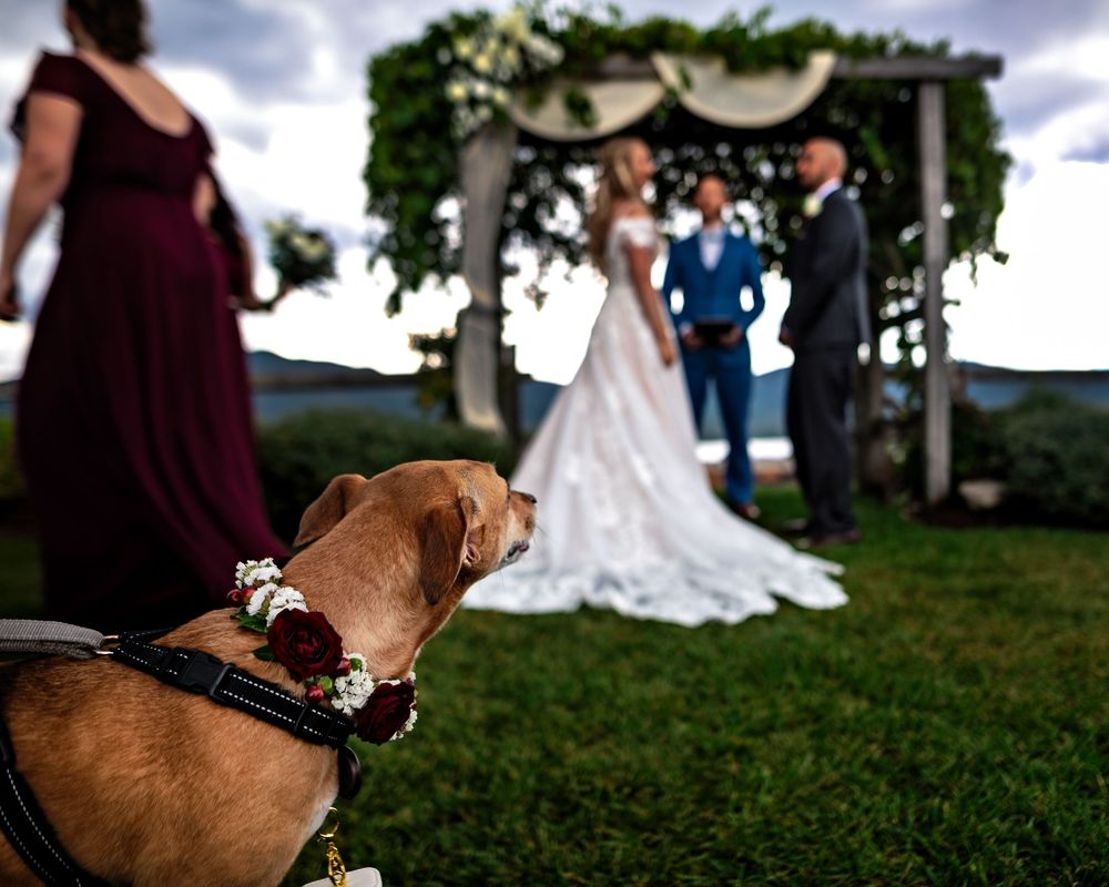 A rustic outdoor wedding scene features a brown dog with white flowers on its collar.