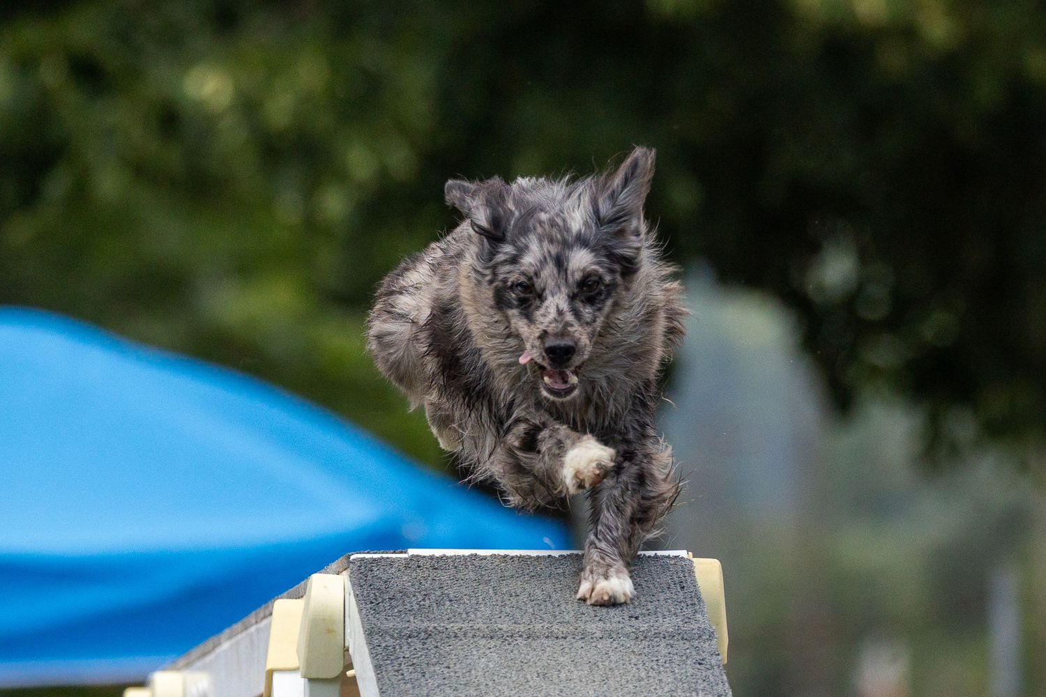 Perro border collie saltando sobre obstáculo de agility en exterior. Fotografía canina deportiva por Daniel Giménez Barcelona.