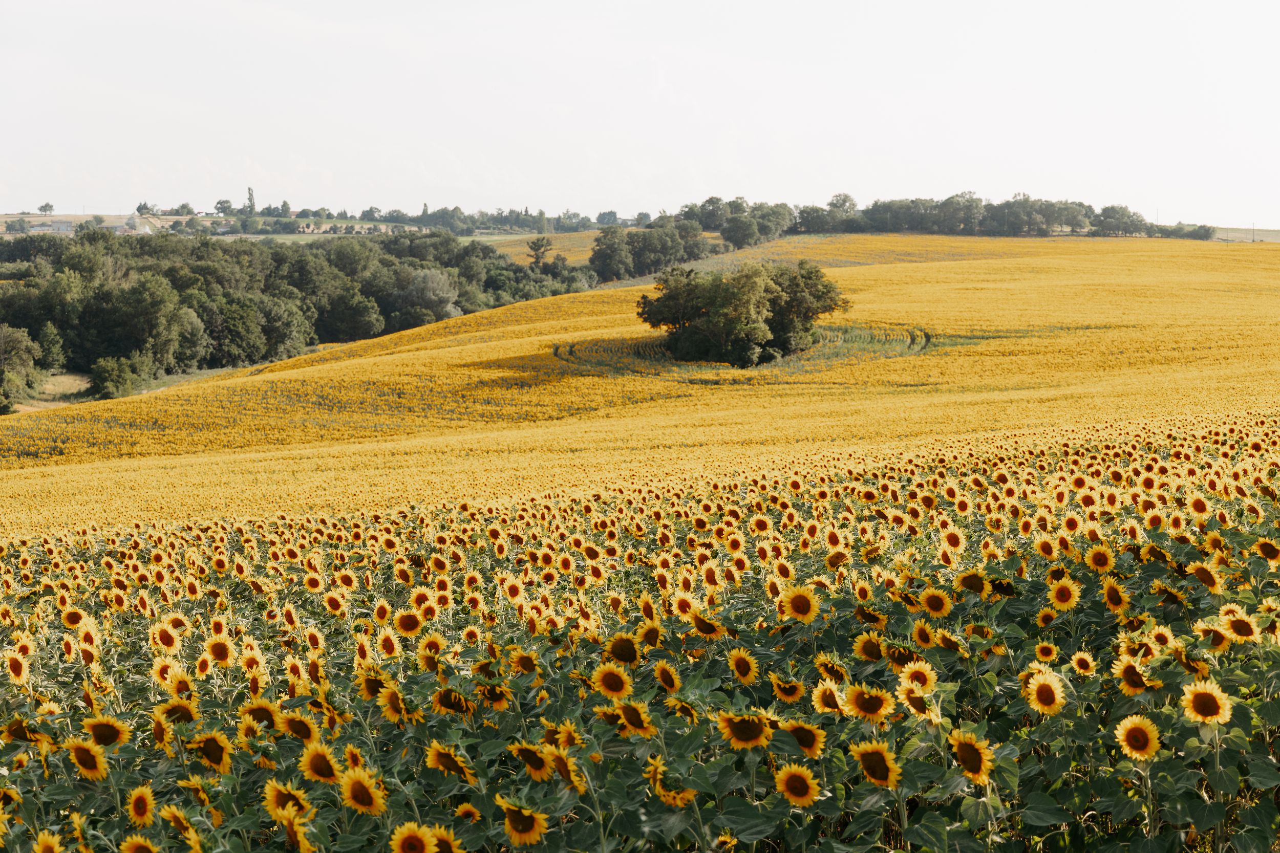 Vast sunflower field with rolling golden hills and trees under a clear sky.