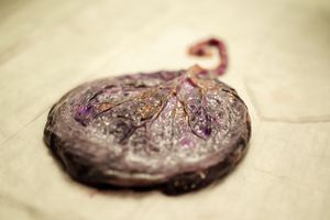 placenta.