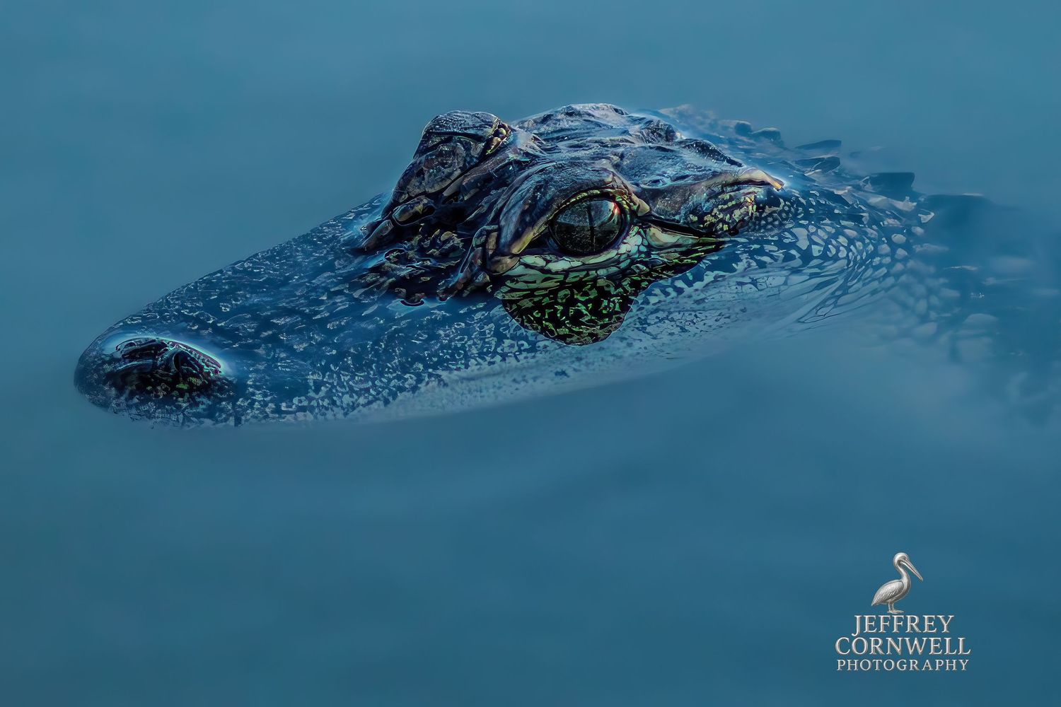 Large alligator swimming in calm blue waters with only its head and back visible above the surface.