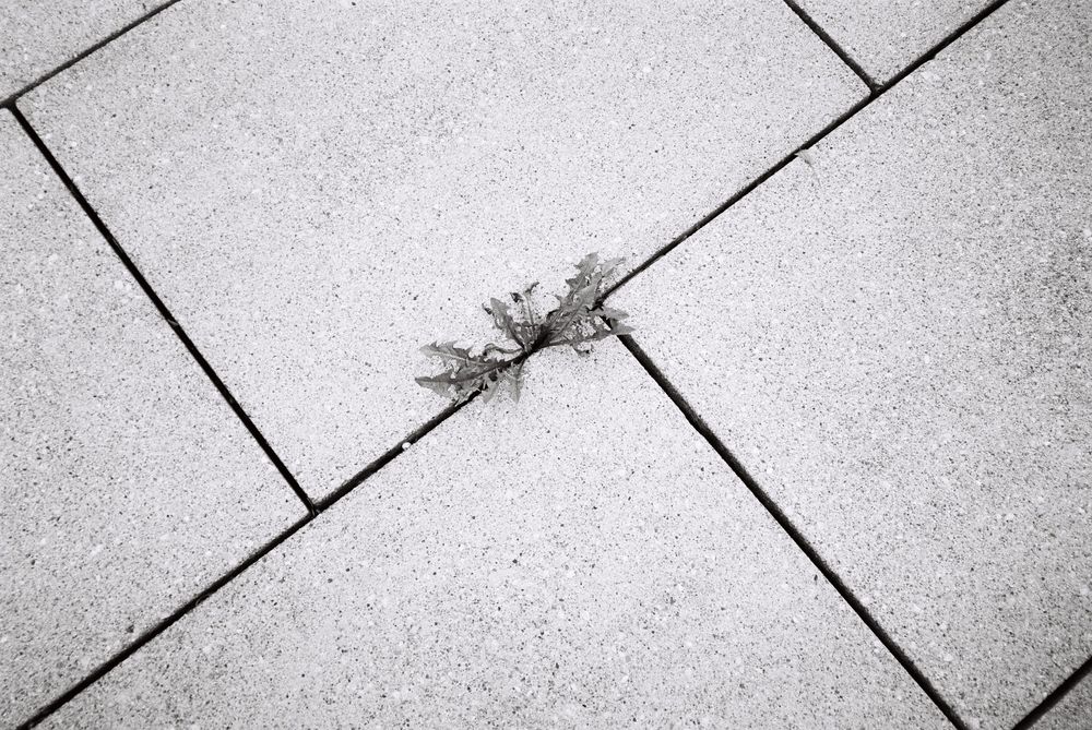 analogue, photography, patricia neuhauser