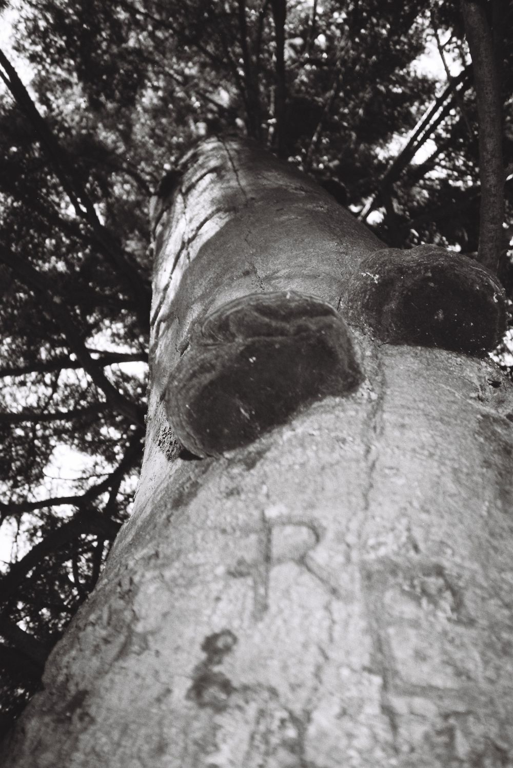 analogue, photography, patricia neuhauser